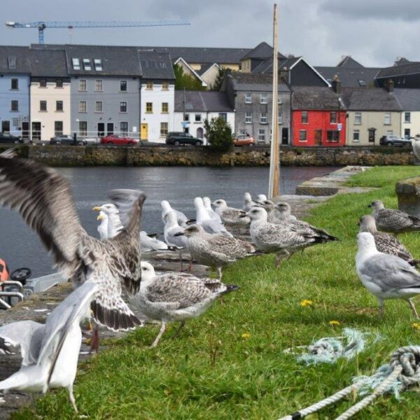 DSC_0962 Galway Kurz Anglictina Irsko
