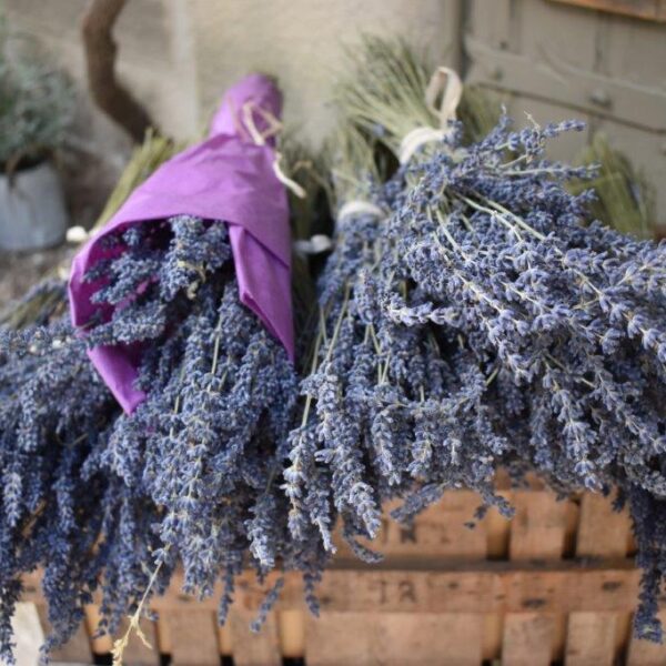 DSC_0291Baux en Provence Levandule